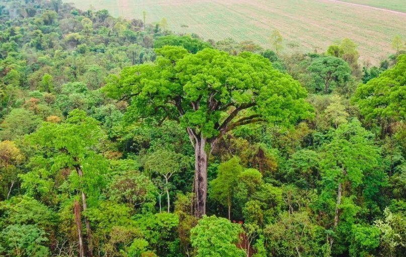 Conheça o Patriarca, uma das árvores mais antigas do Brasil